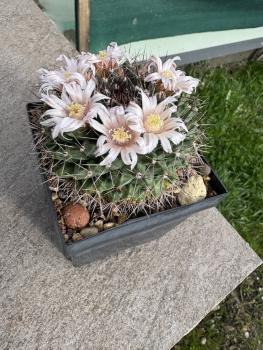 Preview: Mammillaria melanocentra